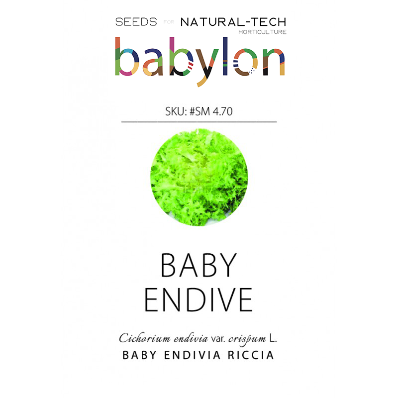compra baby endivia riccia