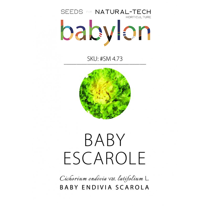 compra baby endivia scarola