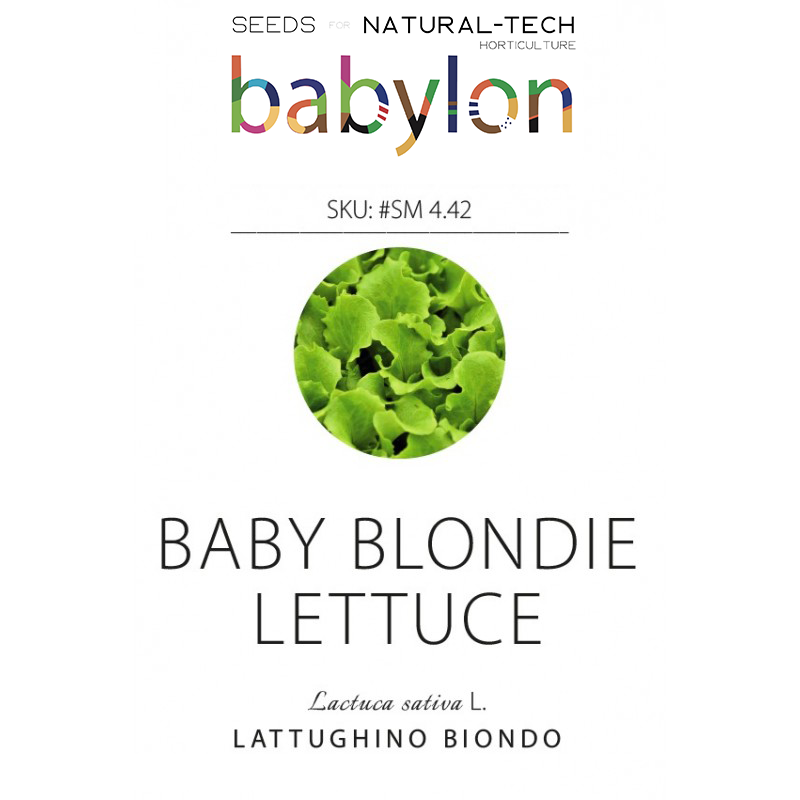 compra lattughino biondo