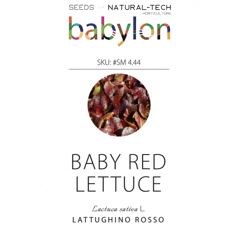compra lattughino rosso